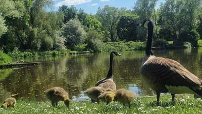 Ducks approaching the water at Dearne Valley Park