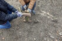 People whittling a large stick with saw