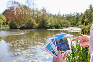 Person holding illustrated nature cards near a pond with autumn trees and lily pads