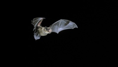 Bat walks - 18th Sept
