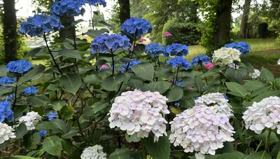 Walk with a Gardener - Weeds, friend or foe?
