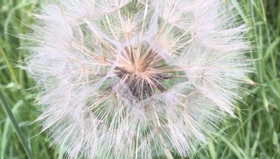 Field of dreams - delightful dandelions